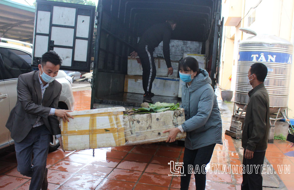 Triển khai mô hình trồng sen đầu tiên ở Thái Nguyên