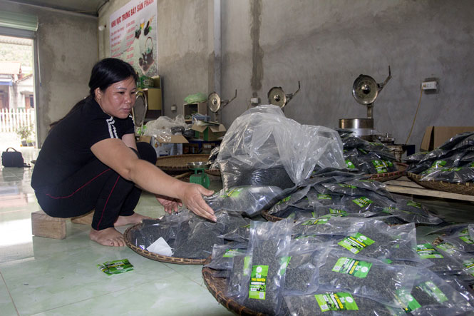 Liên Minh tăng giá trị chè thương phẩm