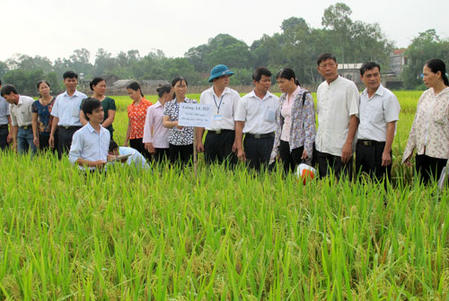 Đánh giá kết quả mô hình trình diễn giống lúa lai mới LC212
