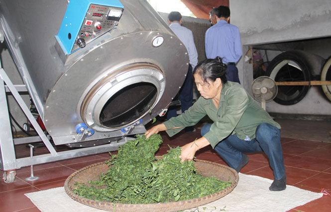 Tôn sao chè bằng ga của gia đình bà Nguyễn Thị Thủy, thôn Phú Ninh 1, xã Phú Đình.