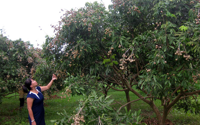 Phát triển cây ăn quả chất lượng cao