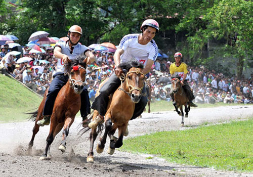 Tản mạn về loài ngựa dưới góc nhìn khoa học và văn hóa
