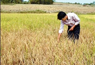 Nhiều diện tích lúa, điều thiệt hại nặng do thiếu nước tưới