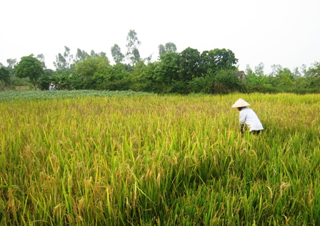 Cần đầu tư mạnh cho nông nghiệp hơn nữa