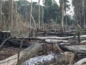 Khởi tố giám đốc ban quản lý rừng tiếp tay lâm tặc