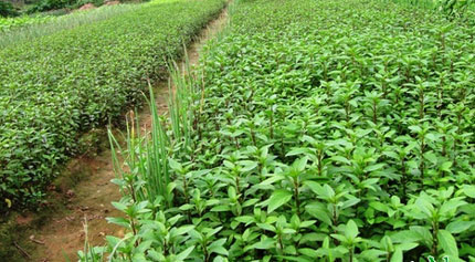 Độc đáo hương vị Húng Láng