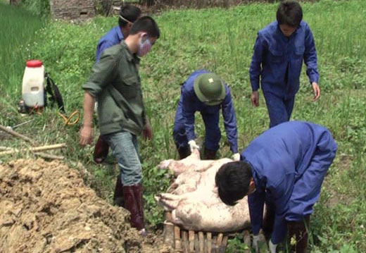 Võ Nhai tiêu hủy 28 con lợn bị mắc bệnh tai xanh