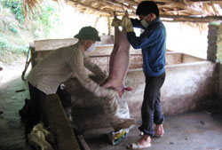 Thái Nguyên hết dịch lợn tai xanh