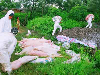 Lợn chết hàng loạt vì bệnh tai xanh tại Khánh Hòa