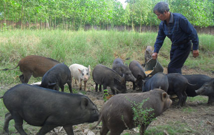 Thu nhập cao từ nuôi lợn rừng