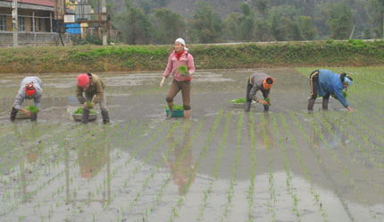 Chuyển diện tích cấy lúa thiếu nước sang trồng mầu