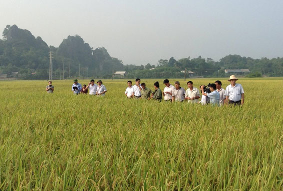 Năng suất giống lúa Hoa Khôi 4 đạt gần 64 tạ/ha