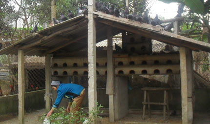 Hỗ trợ phát triển nông nghiệp ở Đắc Sơn