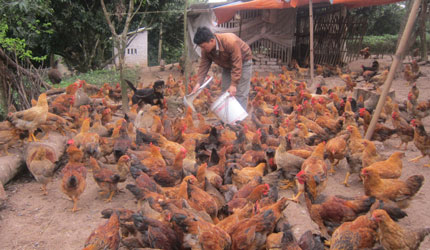 Giúp nông dân sử dụng hiệu quả nguồn vốn vay