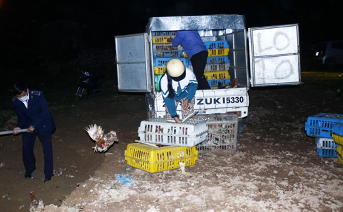 Tiêu hủy gần 600kg gà nhập lậu