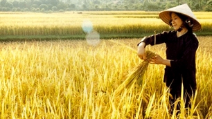 Vinafood II triển khai thu mua 3,8 triệu tấn lúa