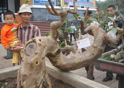 Thái Nguyên: nhiều tiềm năng phát triển sinh vật cảnh