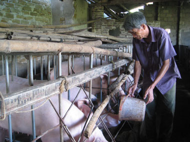 Đại Từ ứng dụng tiến bộ khoa học kỹ thuật vào chăn nuôi