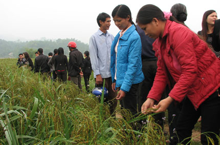 Phú Lương: Năng suất lúa nếp vải ước đạt trên 4,1 tấn/ha
