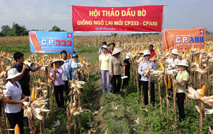 Đánh giá kết quả mô hình giống ngô lai mới