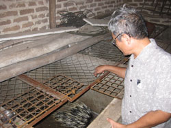 Nuôi nhím làm giàu