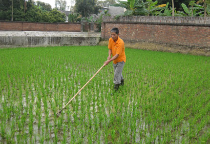 Tích cực chăm bón lúa xuân