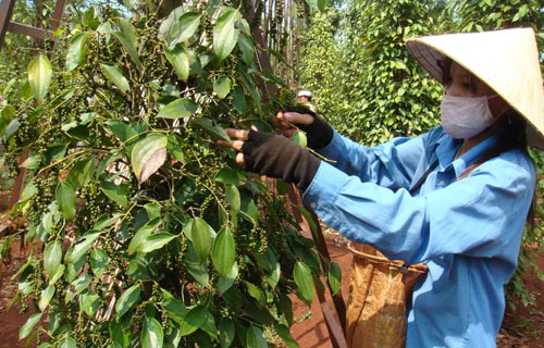 Xuất khẩu nông sản trong bối cảnh hội nhập: Nhiều rào cản cần tháo gỡ