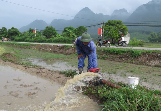  Đảm bảo diện tích gieo cấy vụ mùa 