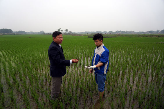 Chủ động phòng trừ ốc bươu vàng hại lúa xuân