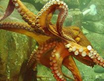 Khả năng tiên đoán thần kỳ của động vật