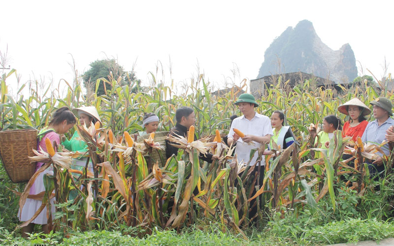 Đồng Hỷ: Quy hoạch nhiều vùng sản xuất nông nghiệp tập trung