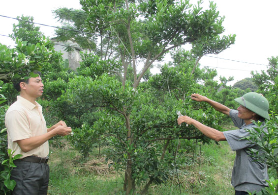 Xã thuần nông tích cực chuyển đổi cơ cấu cây trồng