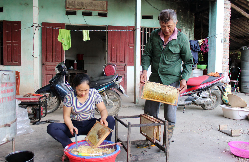 Giúp nông dân liên kết để sản xuất hiệu quả