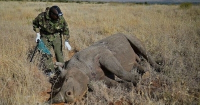 Voi và tê giác liên tục bị săn trộm ở Kenya