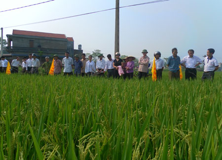 Triển vọng của giống lúa lai Syn6 tại Phú Bình