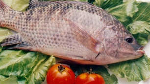 Ăn cá và rau giúp sống thọ