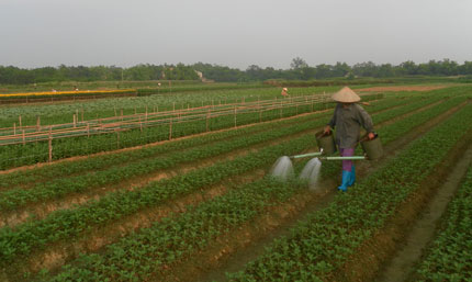 Trồng rau để thoát nghèo