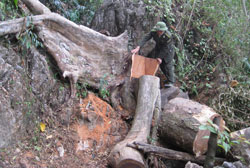 Nhiều khó khăn trong quản lý, bảo vệ rừng ở Võ Nhai