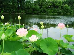 Trình Chính phủ phê duyệt đề án Quốc hoa Việt Nam