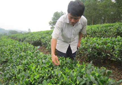 Về Sông Cầu xem người dân làm chè đặc sản