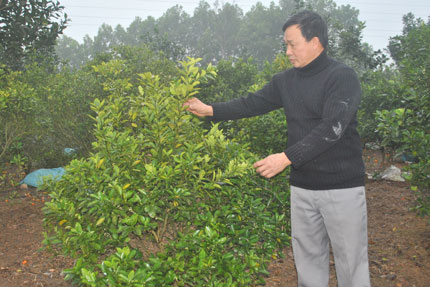 Làm giàu từ trồng quất trái vụ