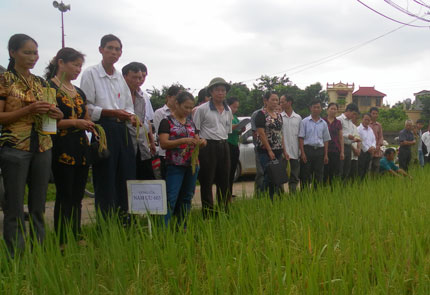 Đánh giá ưu điểm của 3 giống lúa mới