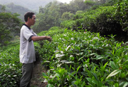 Chè an toàn ở Yên Lạc - khó đầu ra