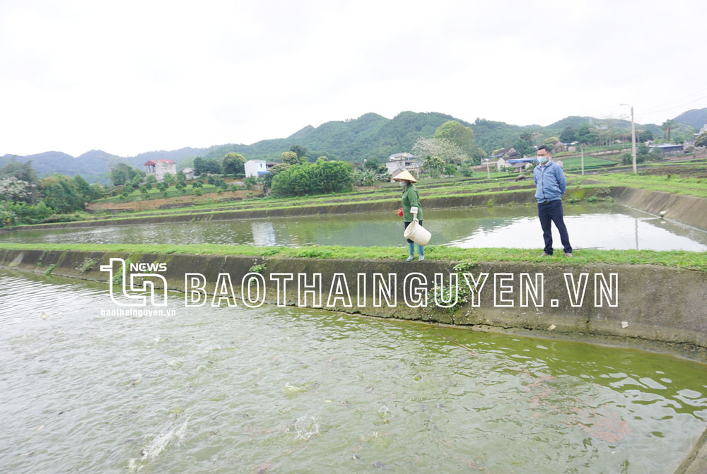 “Muốn giàu nuôi cá”