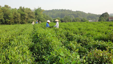 Về vùng chè Trại Cài
