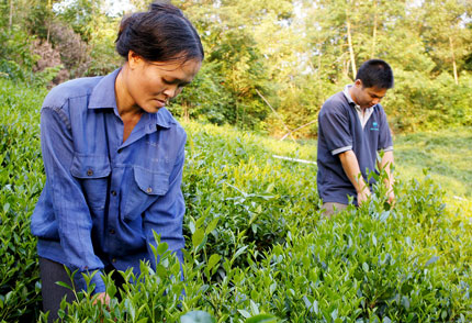 Trăn trở từ một vùng chè