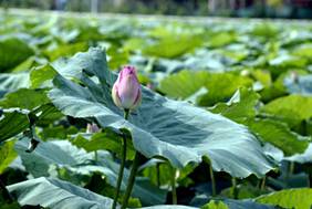 Tinh tế nghệ thuật trà ướp sen