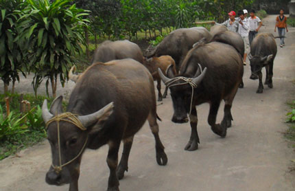 Để đàn vật nuôi phát triển ổn định