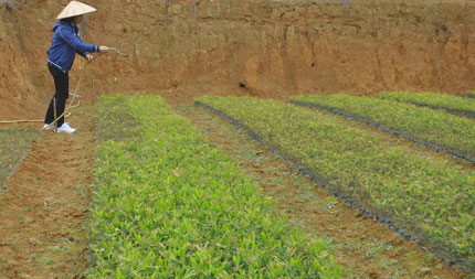 Định Hóa tích cực chuẩn bị trồng rừng