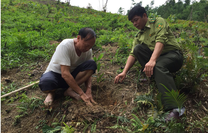 Hoàn thành kế hoạch trồng rừng